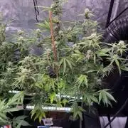 Canna Cheese 1:1 (2026) #1 & #2