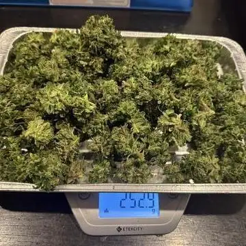 Samsquanch-Mephisto