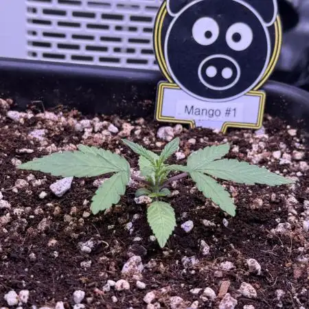 Mango Smile
