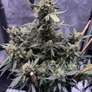 Bruce Banner 3- Autopot v Airpots