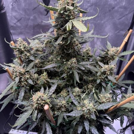 Bruce Banner 3- Autopot v Airpots