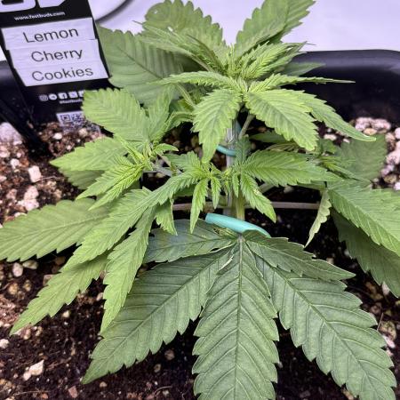 Lemon Cherry Cookies Auto-Fastbuds