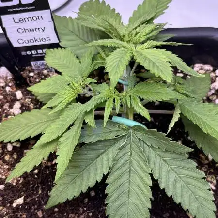 Lemon Cherry Cookies Auto-Fastbuds