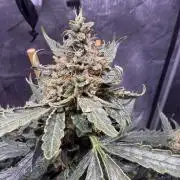 Bruce Banner 3- Autopot v Airpots
