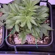 Gorilla Cookies Auto