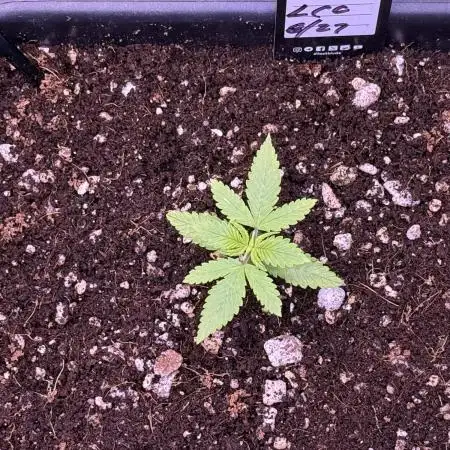 Lemon Cherry Cookies Auto-Fastbuds