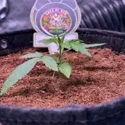 Rainbow Sundae 11-Mephisto Genetics