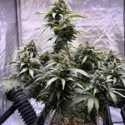 Gorilla Cookies Auto