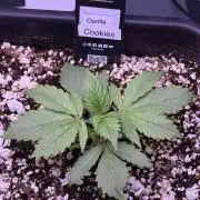 Gorilla Cookies Auto