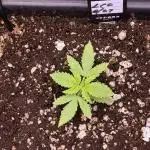 Lemon Cherry Cookies Auto-Fastbuds