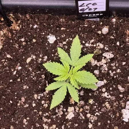 Lemon Cherry Cookies Auto-Fastbuds