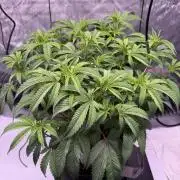Blueberry Runtz-Clone