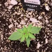 Gorilla Cookies Auto