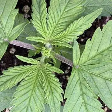 Lemon Cherry Cookies Auto-Fastbuds