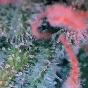 Sour HubbaBubba Haze-Mephisto Bonus