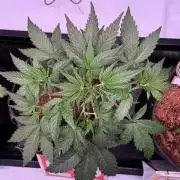 Canna Cheese 1:1 (2026) #1 & #2