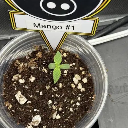 Mango Smile