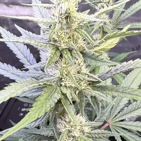 Lemon Cherry Cookies Auto-Fastbuds