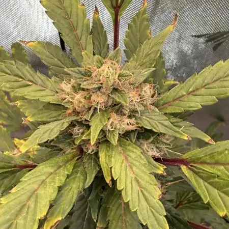 Samsquanch-Mephisto