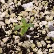 Gorilla Cookies Auto