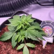 Rainbow Sundae 11-Mephisto Genetics