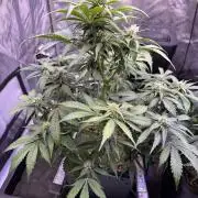 Gorilla Cookies Auto