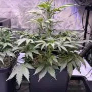 Gorilla Cookies Auto