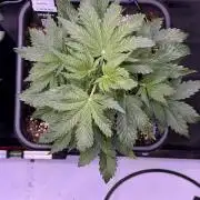 Gorilla Cookies Auto
