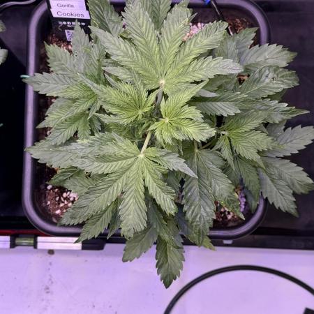 Gorilla Cookies Auto