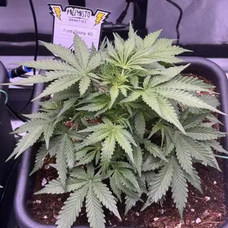 Mephisto-Aunt Ginny's Elixir #3
