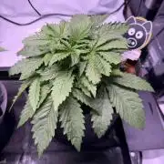 Sour HubbaBubba Haze-Mephisto Bonus