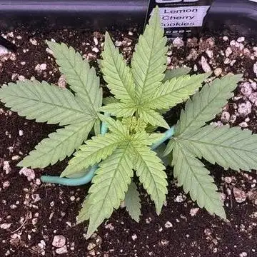 Lemon Cherry Cookies Auto-Fastbuds