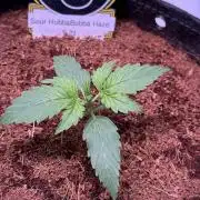 Sour HubbaBubba Haze-Mephisto Bonus