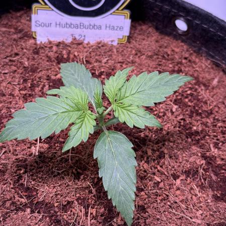 Sour HubbaBubba Haze-Mephisto Bonus