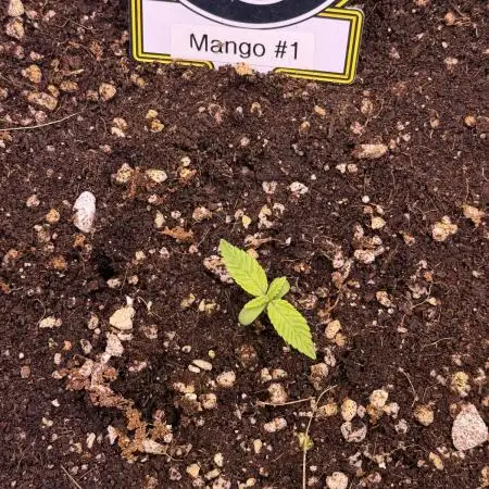 Mango Smile