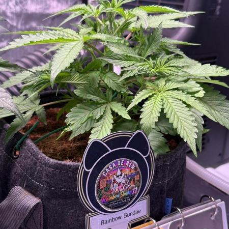 Rainbow Sundae 11-Mephisto Genetics