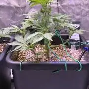 Gorilla Cookies Auto