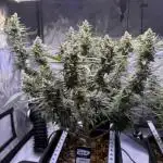 Lemon Cherry Cookies Auto-Fastbuds