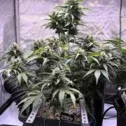 Gorilla Cookies Auto