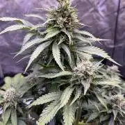 Gorilla Cookies Auto