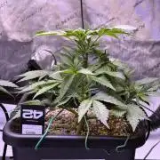 Gorilla Cookies Auto