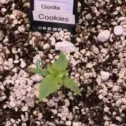 Gorilla Cookies Auto