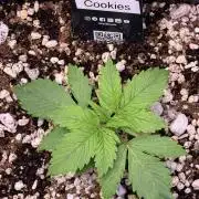 Gorilla Cookies Auto