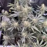 Lemon Cherry Cookies Auto-Fastbuds