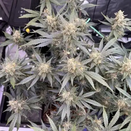 Lemon Cherry Cookies Auto-Fastbuds