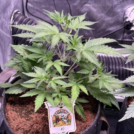 Canna Cheese 1:1 (2026) #1 & #2