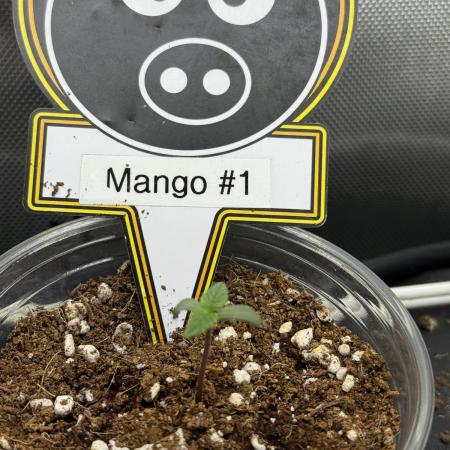 Mango Smile
