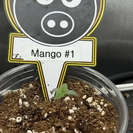 Mango Smile
