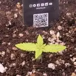 Lemon Cherry Cookies Auto-Fastbuds