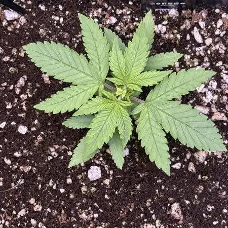 Lemon Cherry Cookies Auto-Fastbuds